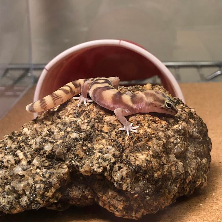 western banded gecko